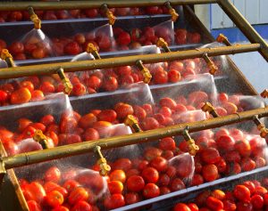 tomato paste processing equipment