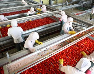 tomato paste manufacturers