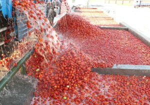 tomato paste manufacturing process