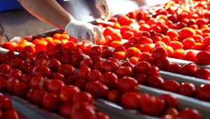 tomato paste processing equipment