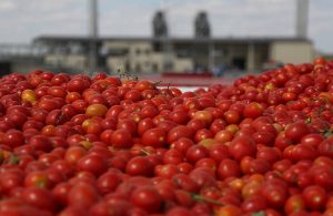 Raw tomato paste production processing equipment