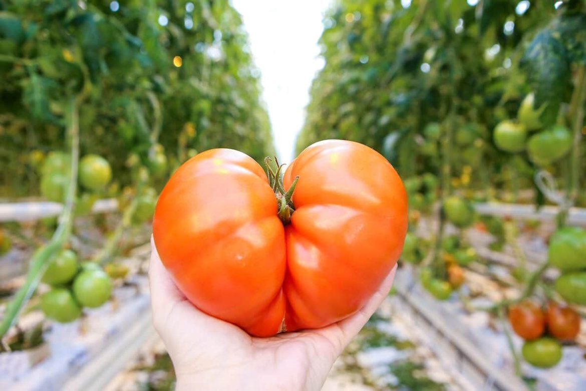 Happy Harvest Tomato Paste Price