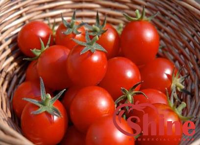 Price and purchase red tomato past with complete specifications