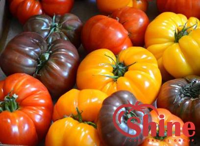 Price and purchase diy tomato paste with complete specifications