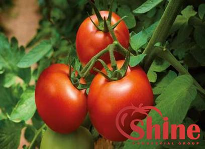 Price and purchase asda tomato paste with complete specifications