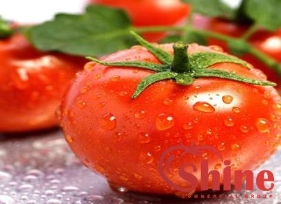 Price and purchase tomato paste can size with complete specifications