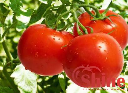 healthy tomato paste with complete explanations and familiarization